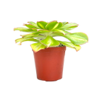 Aeonium 'Lemon and Lime’