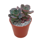 Echeveria venezualensis