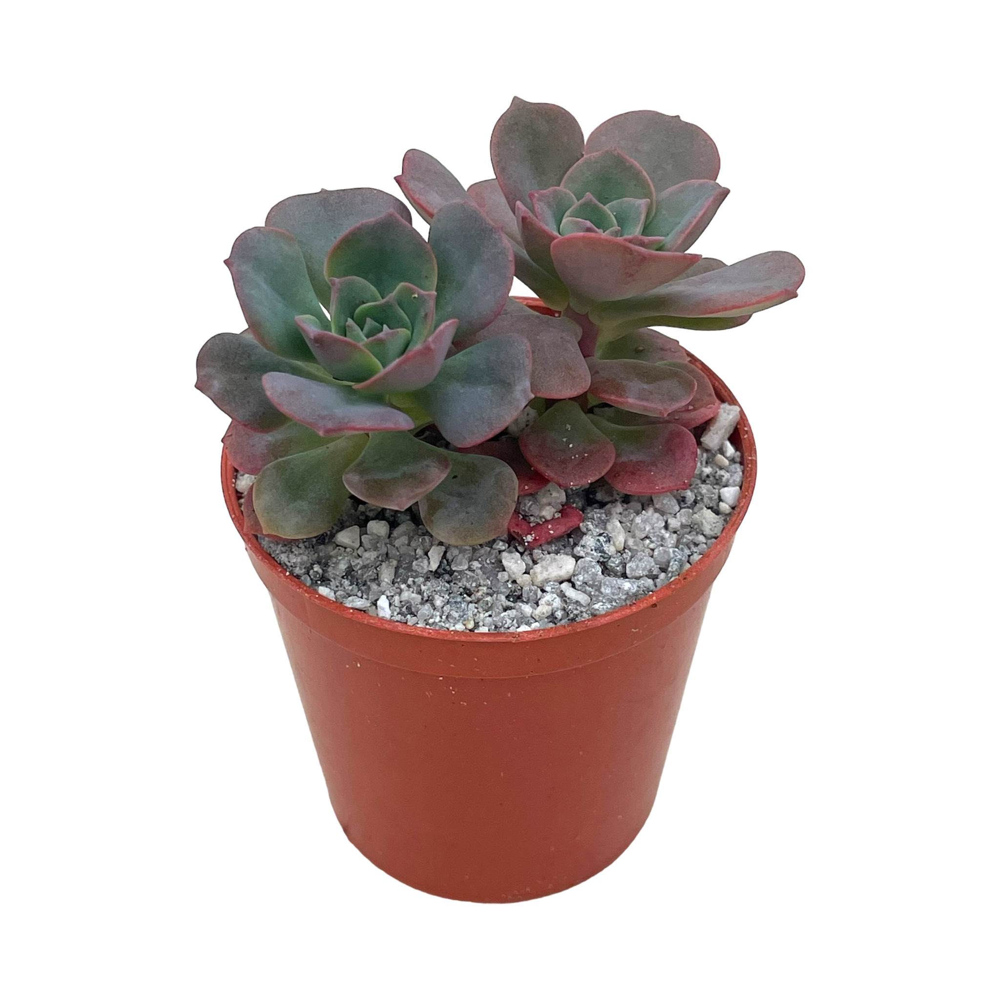 Echeveria venezualensis