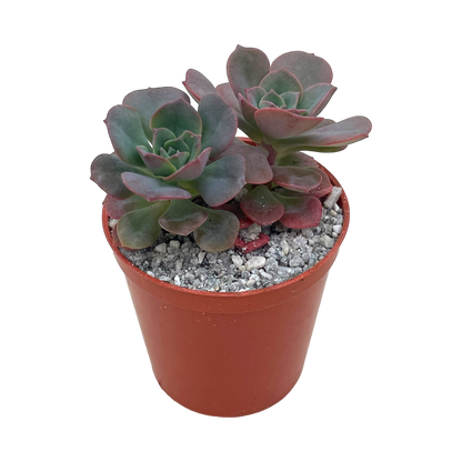 Echeveria venezualensis