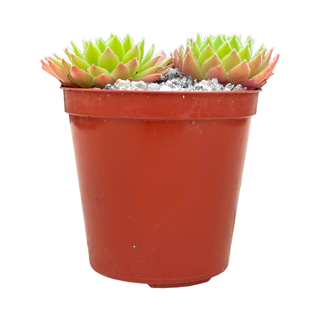 Sempervivum tectorum 'Tokajense'