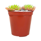 Sempervivum tectorum 'Tokajense'