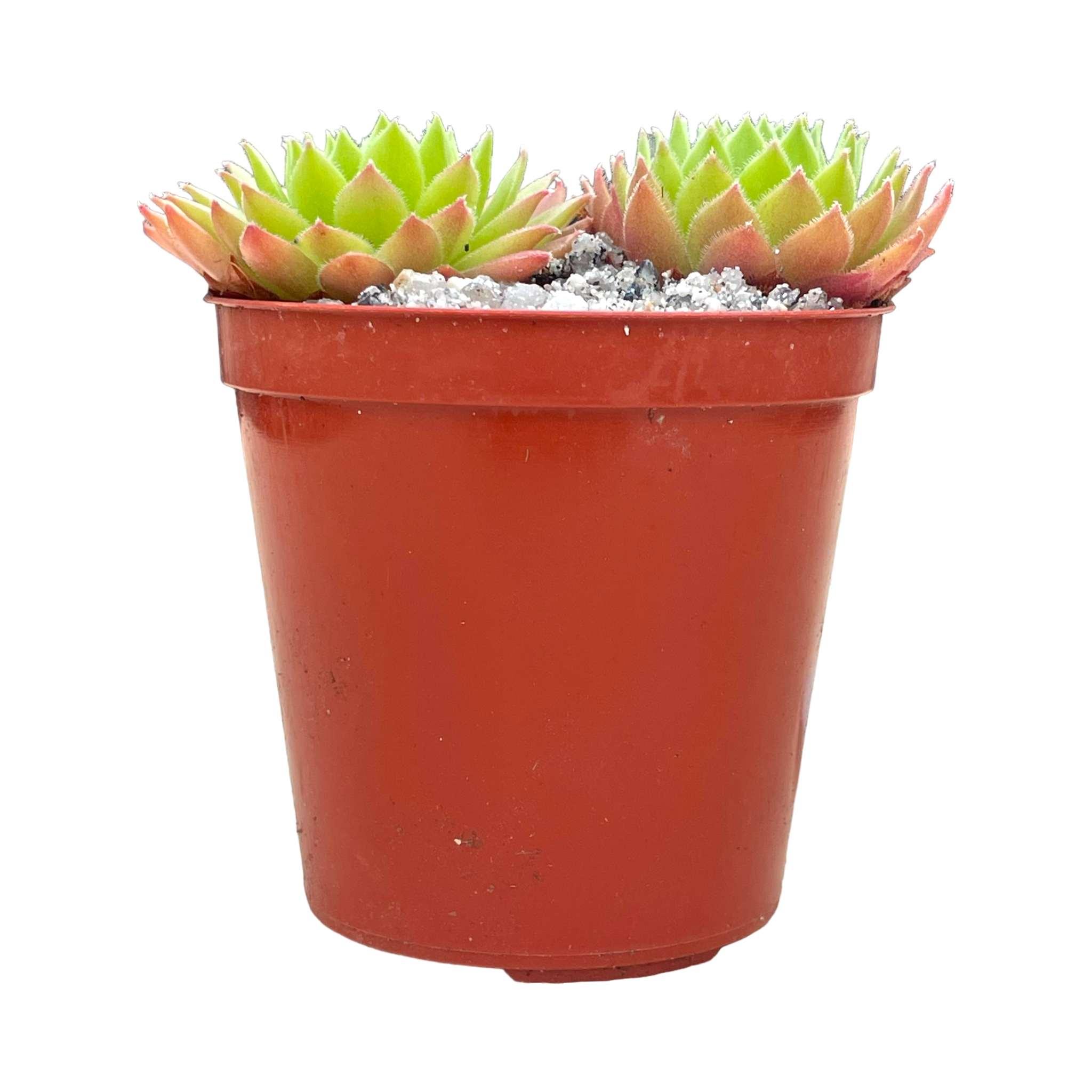 Sempervivum tectorum 'Tokajense'