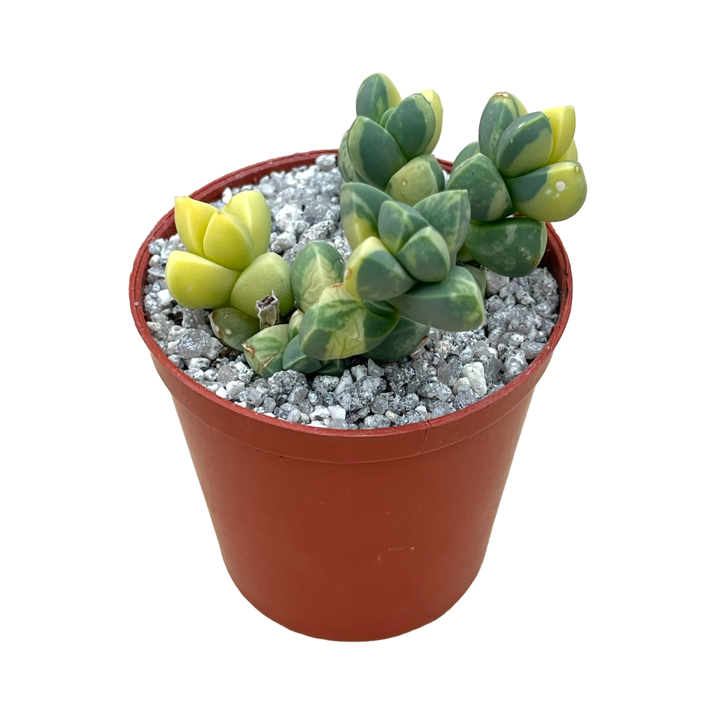 Delosperma lehmannii variegata