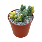 Delosperma lehmannii variegata