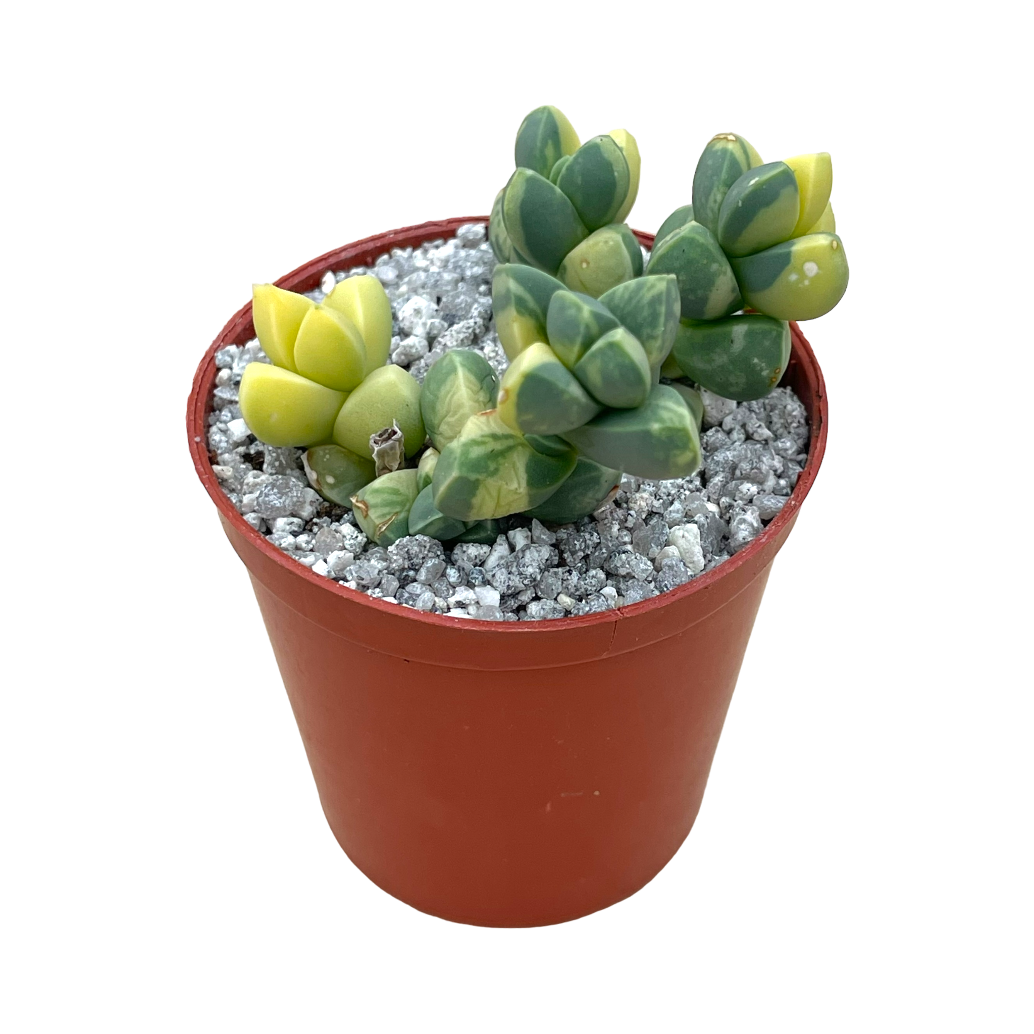 Delosperma lehmannii variegata