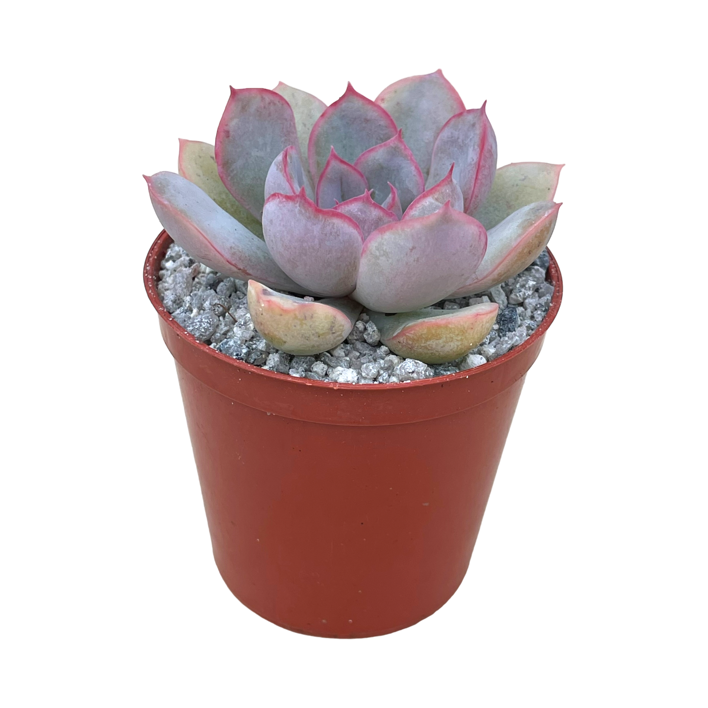 Echeveria 'Hercules'