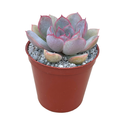 Echeveria 'Hercules'