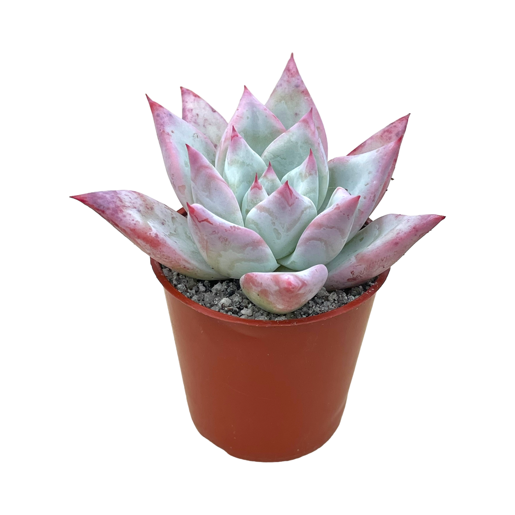 Echeveria colorata f. Tapalpa