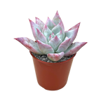 Echeveria colorata f. Tapalpa