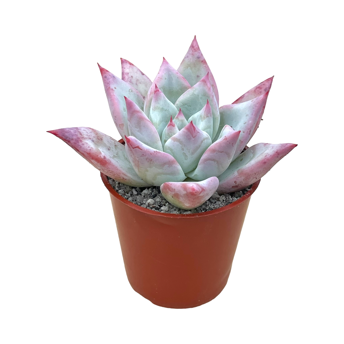 Echeveria colorata f. Tapalpa