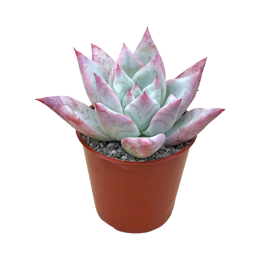 Echeveria colorata f. Tapalpa