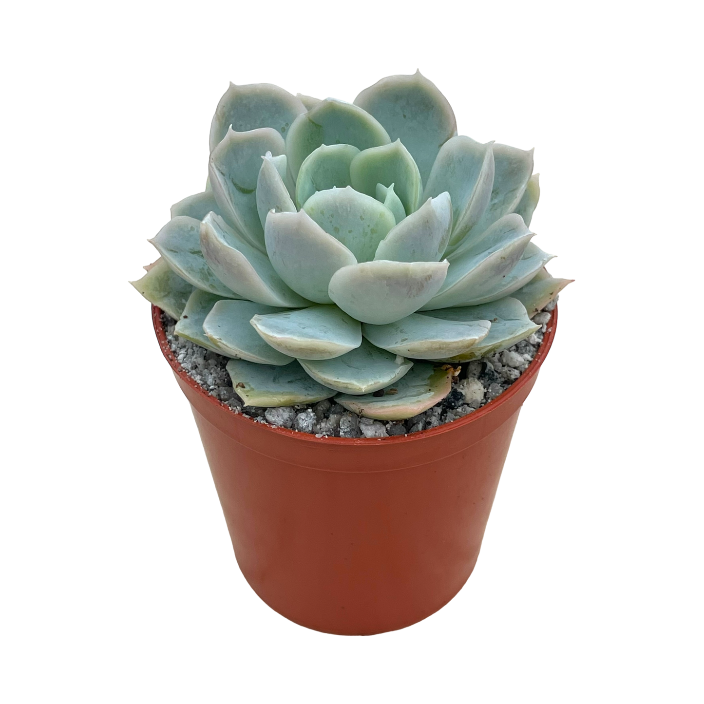 Echeveria 'Elsa'