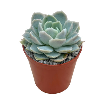 Echeveria 'Elsa'