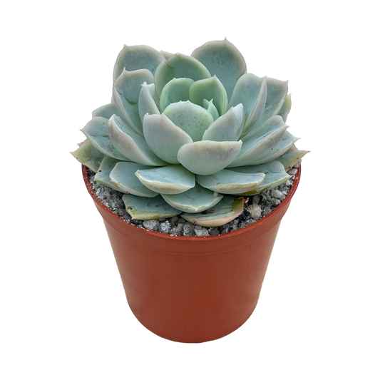 Echeveria 'Elsa'