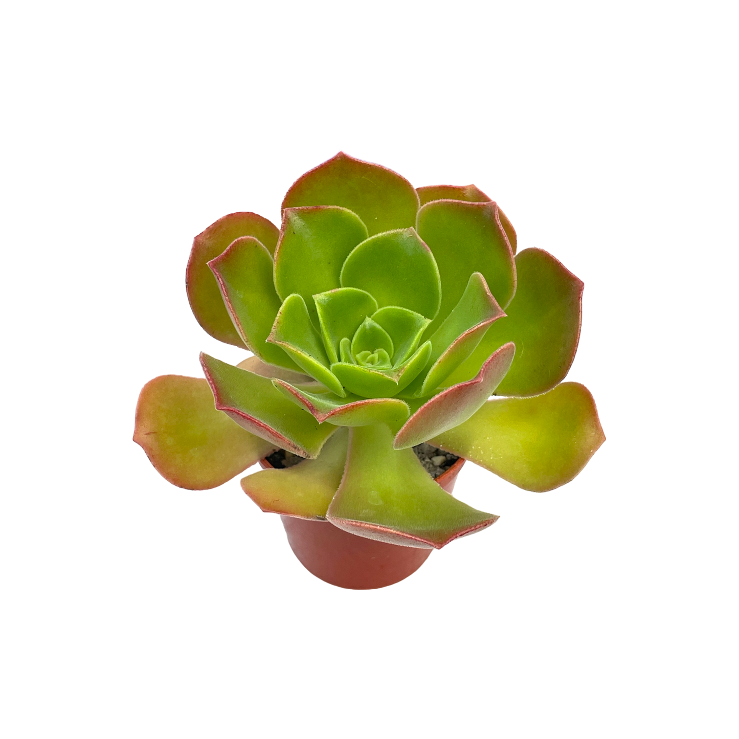 Aeonium 'Darley Blush'