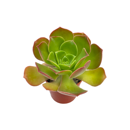 Aeonium 'Darley Blush'