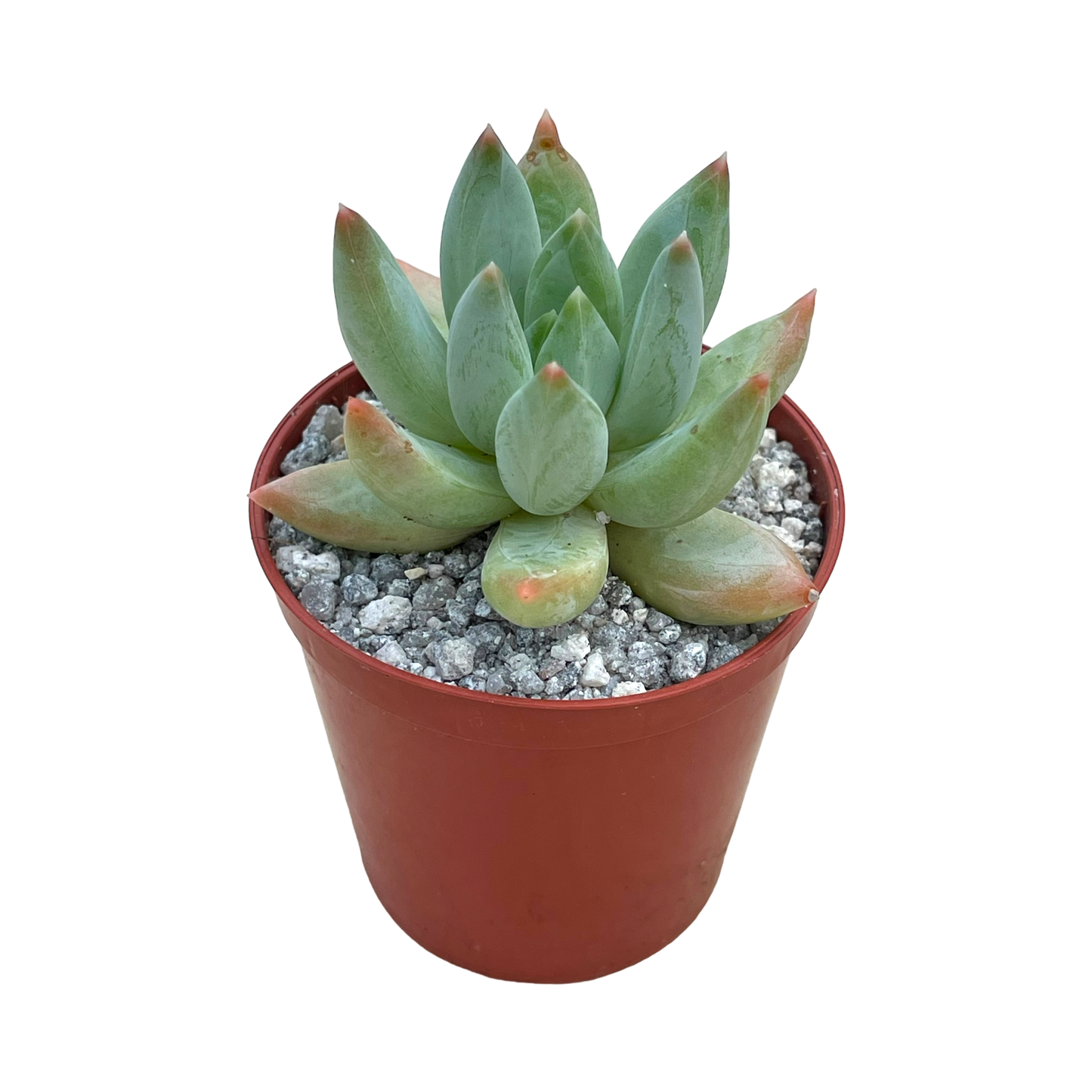 x Pachyveria 'Tuatara'