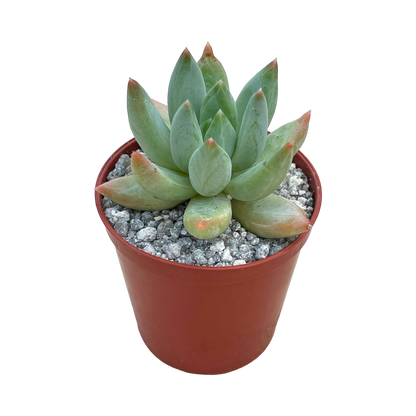 x Pachyveria 'Tuatara'