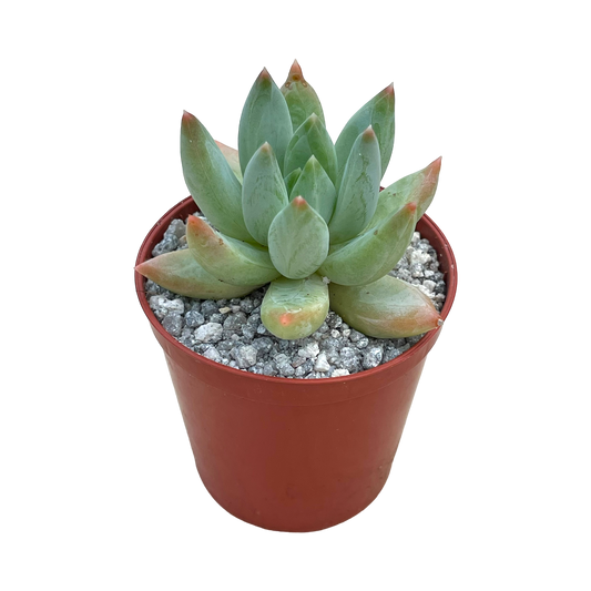 x Pachyveria 'Tuatara'