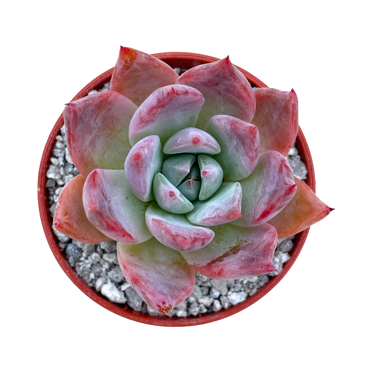 Echeveria 'Humming Bird'