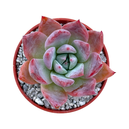 Echeveria 'Humming Bird'