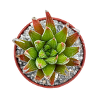 Haworthia sub attenuata