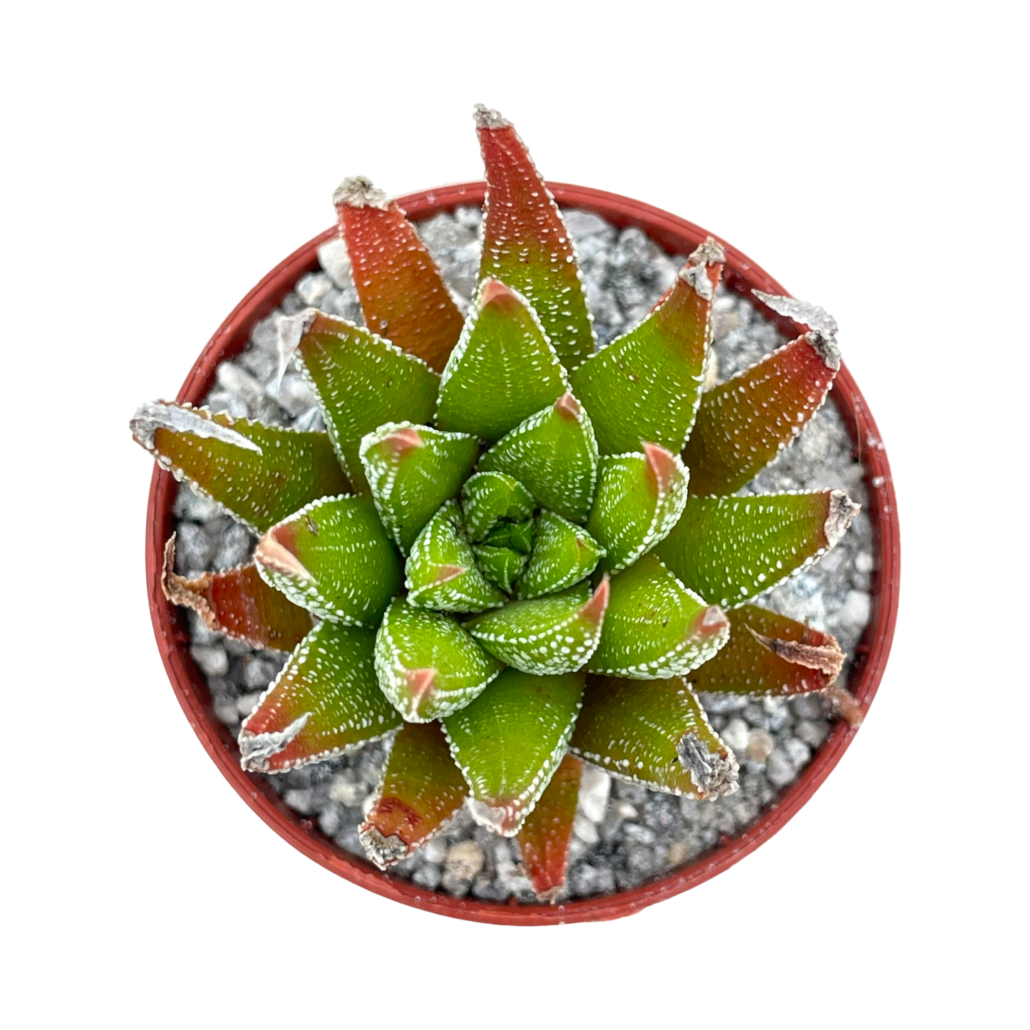 Haworthia sub attenuata