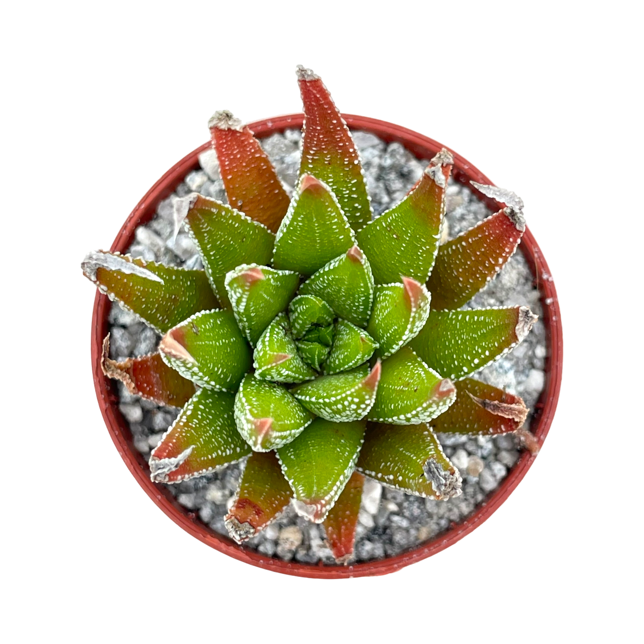 Haworthia sub attenuata
