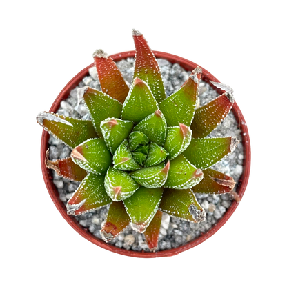 Haworthia sub attenuata