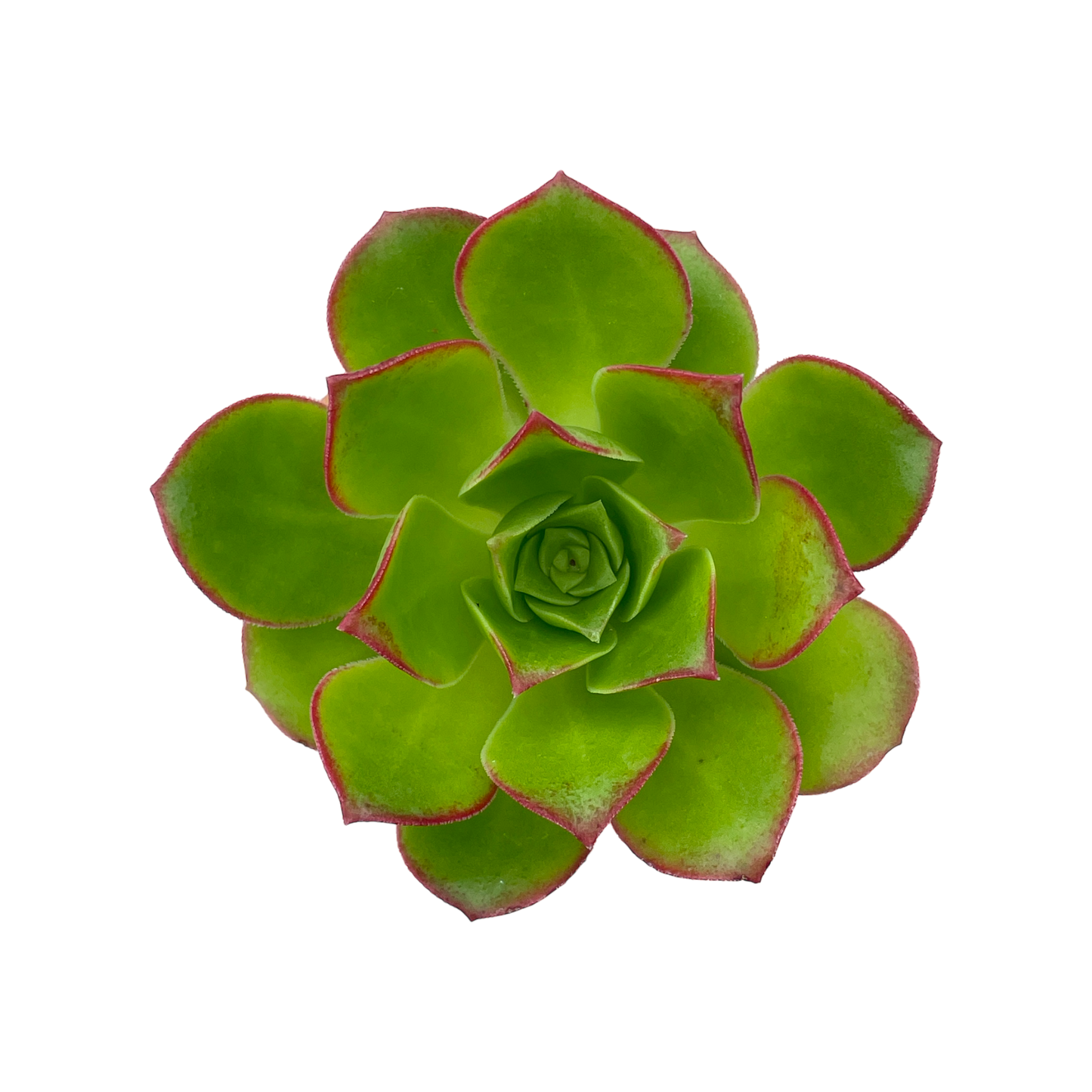 Aeonium 'Paradise'