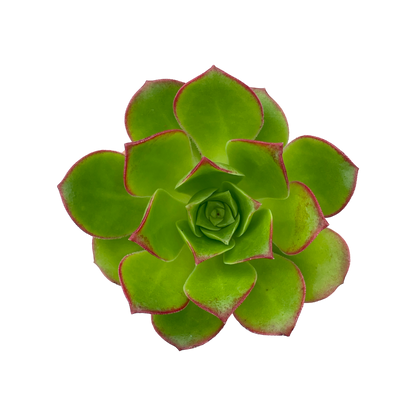 Aeonium 'Paradise'