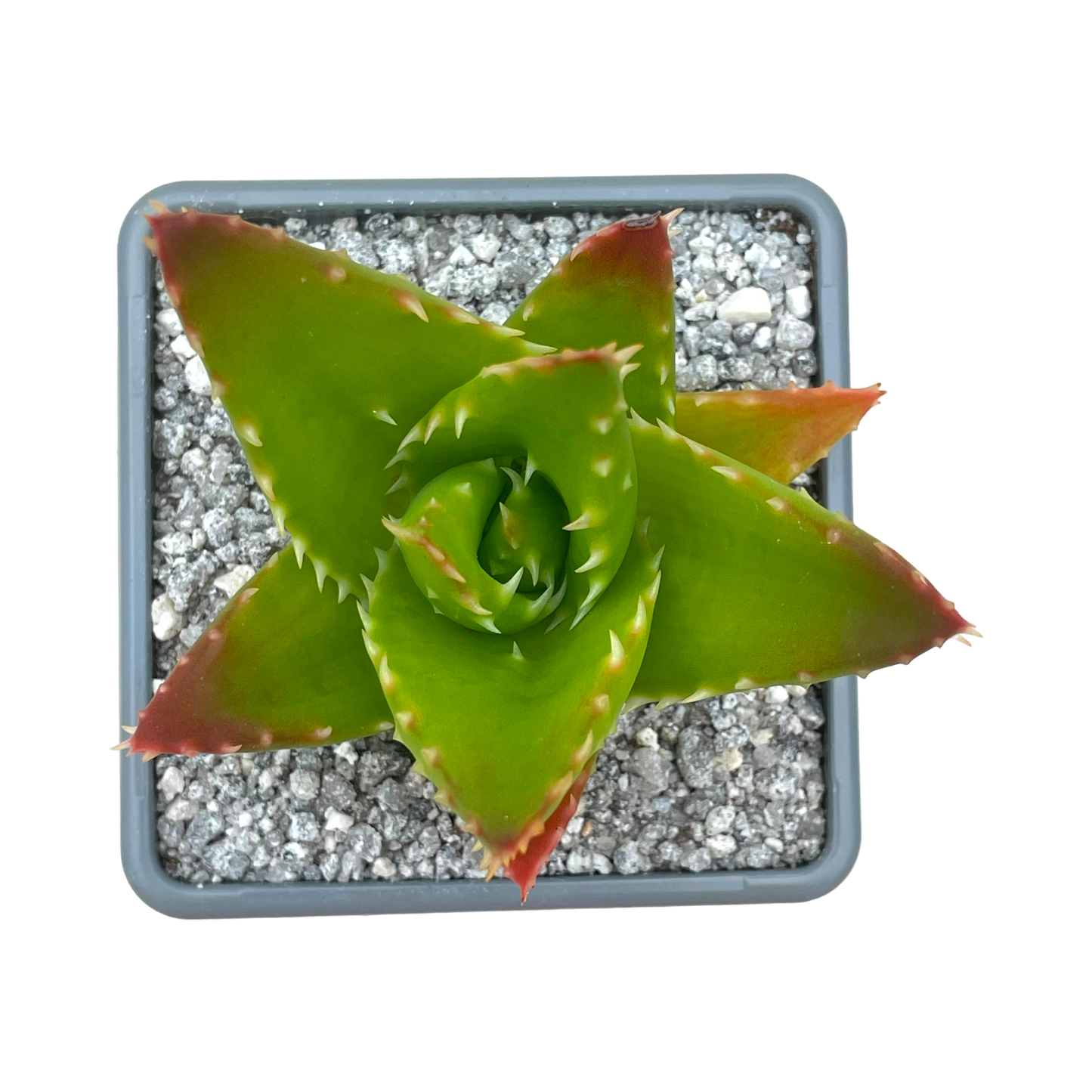 Aloe mitriformis