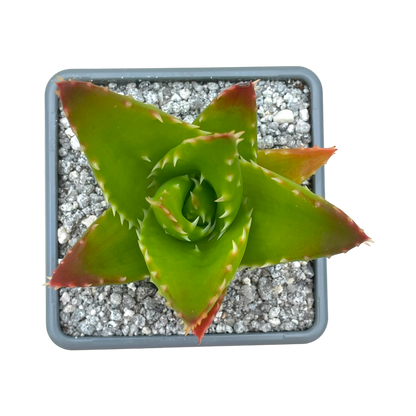 Aloe mitriformis