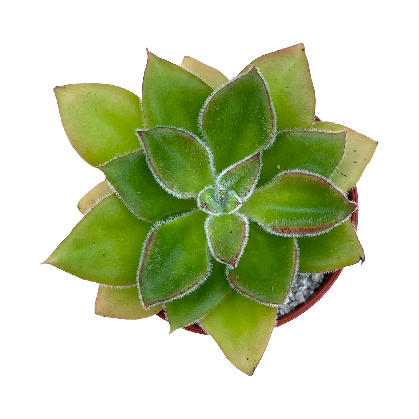 Echeveria 'Giant Mexican Firecracker'