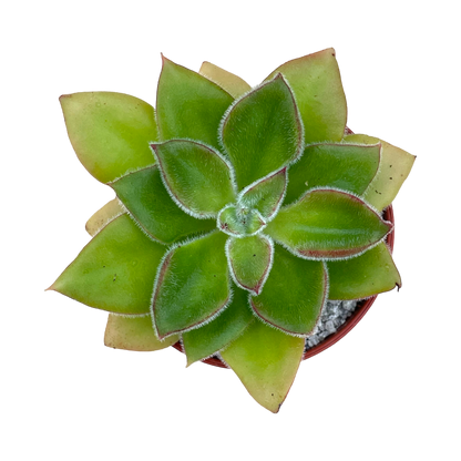 Echeveria 'Giant Mexican Firecracker'