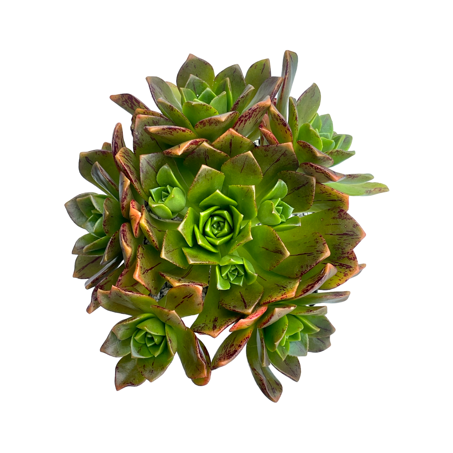 Aeonium 'Bronze Medal'