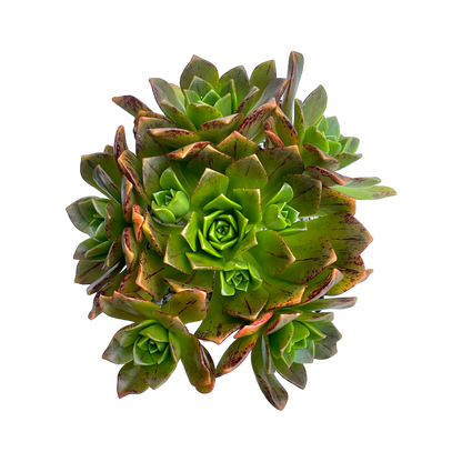 Aeonium 'Bronze Medal'