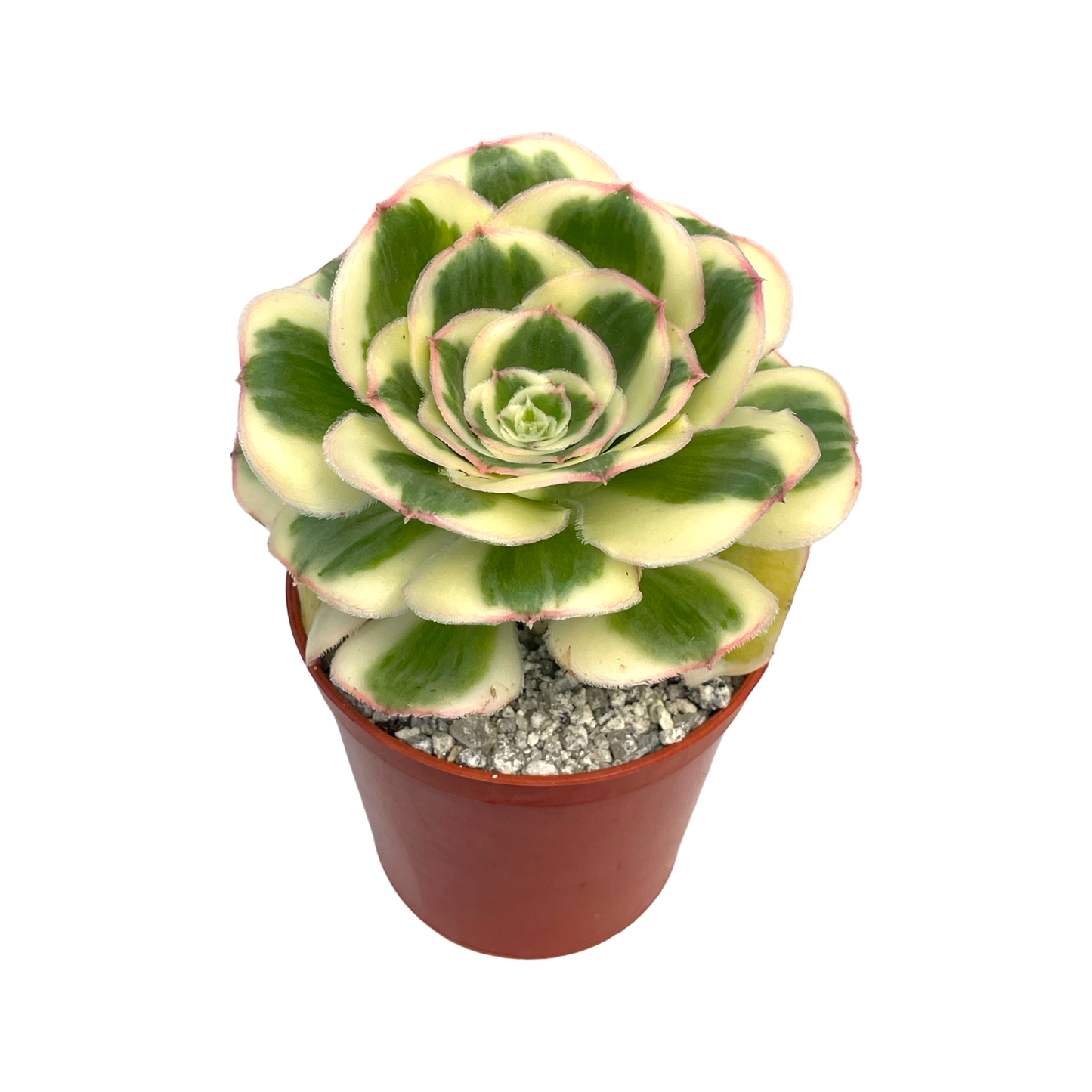 Aeonium 'Poseidon'