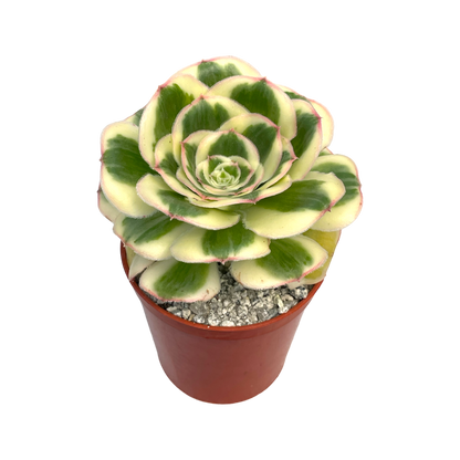 Aeonium 'Poseidon'