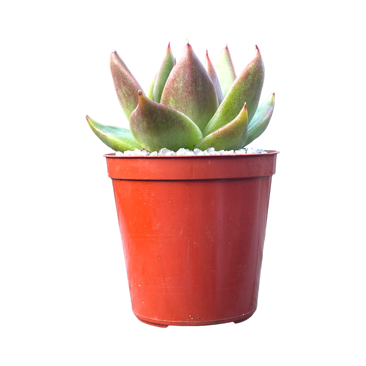 Echeveria agavoides 'Maria'