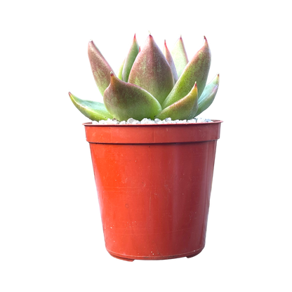 Echeveria agavoides 'Maria'