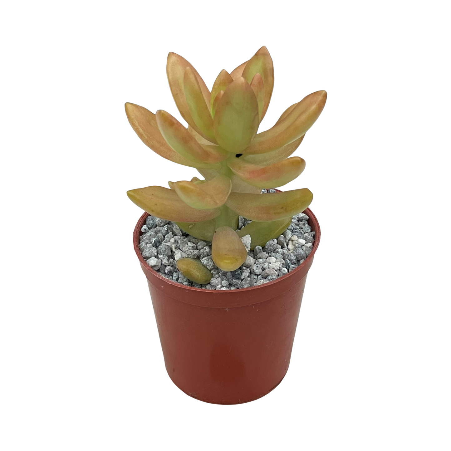 Sedum nussbaumerianum