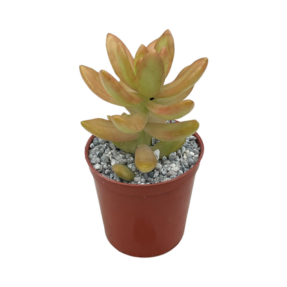 Sedum nussbaumerianum