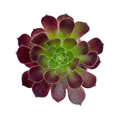 Aeonium 'Firecracker'