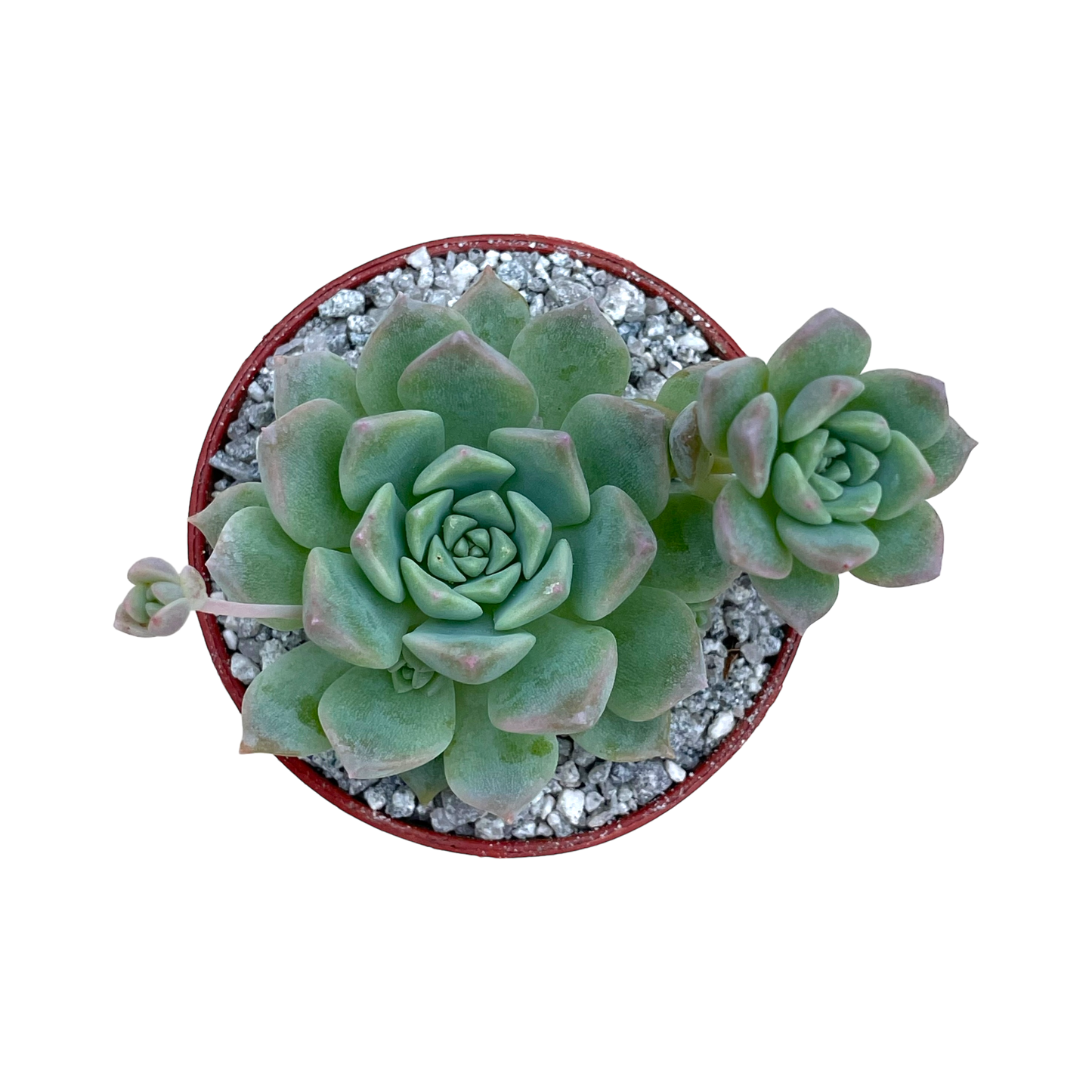 Echeveria prolifica