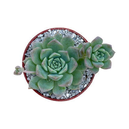 Echeveria prolifica