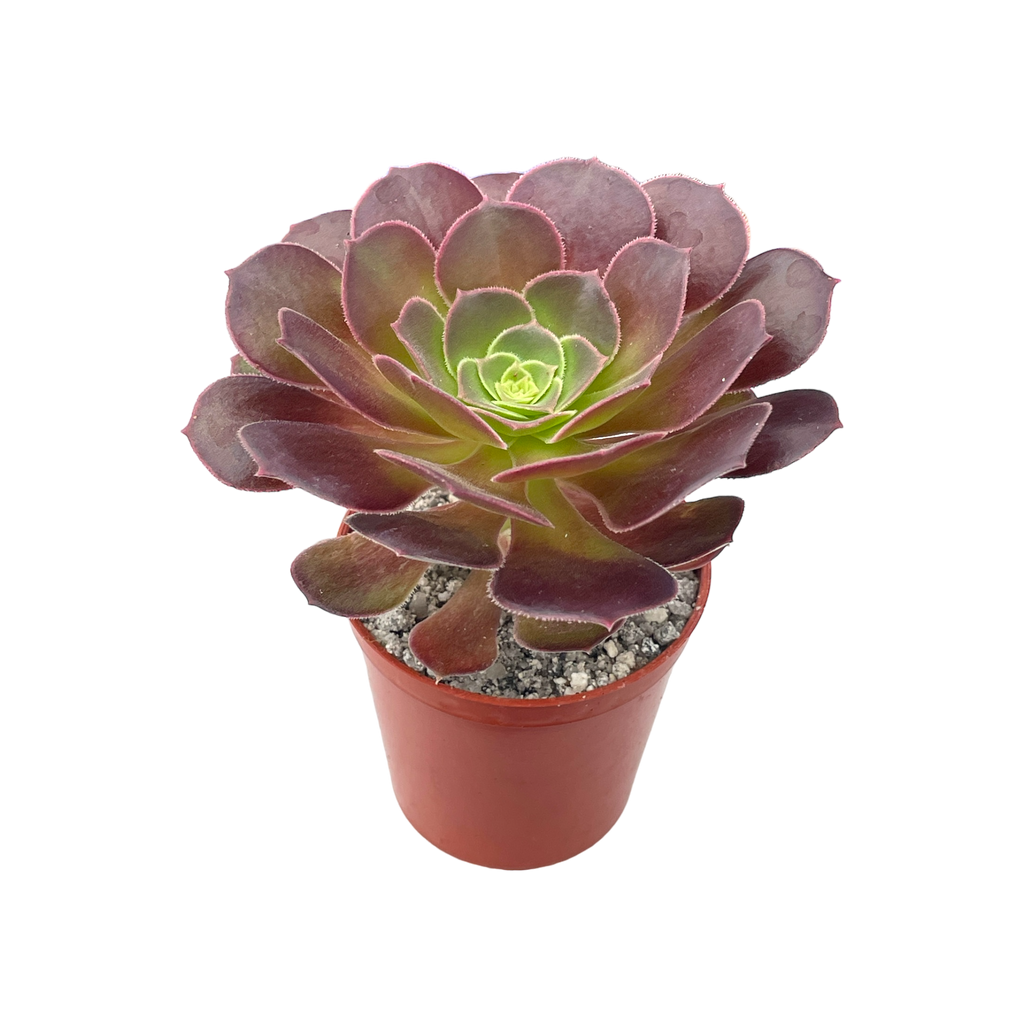 Aeonium 'Durango'