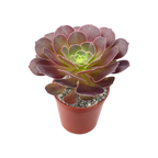 Aeonium 'Durango'