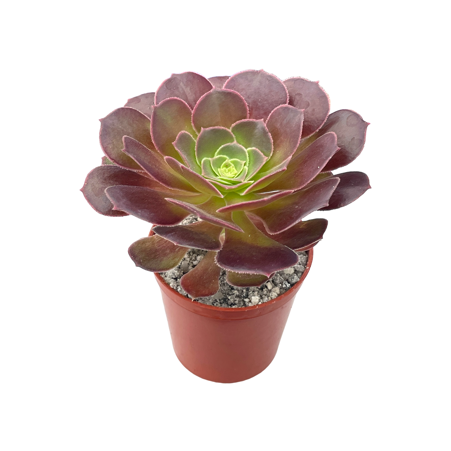 Aeonium 'Durango'